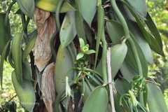 Vanilla planifolia